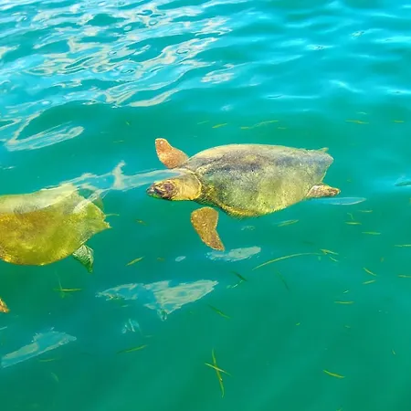 Polytropon * Kástron