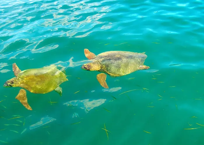 Polytropon * Kastron (Kefalonia)